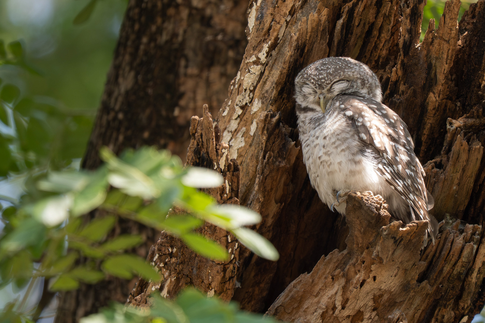 Spotted Owlet