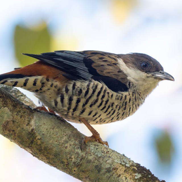 Vietnamese Cutia