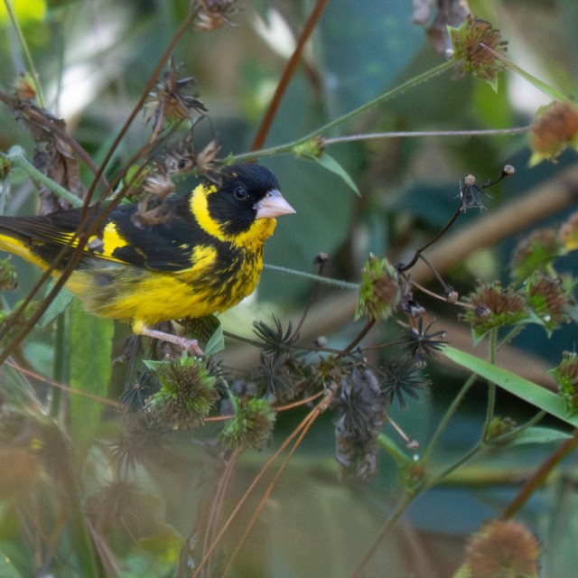 Vietnamese Greenfinch