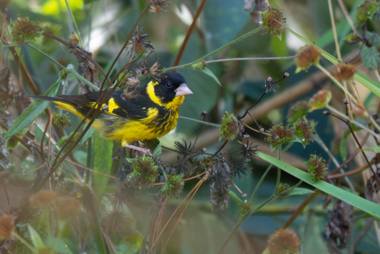 Vietnamese Greenfinch