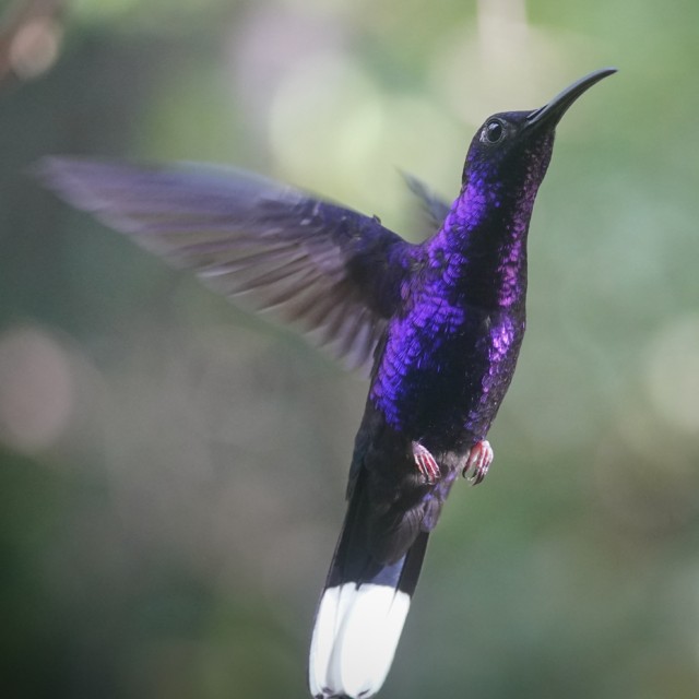 Violet Sabrewing