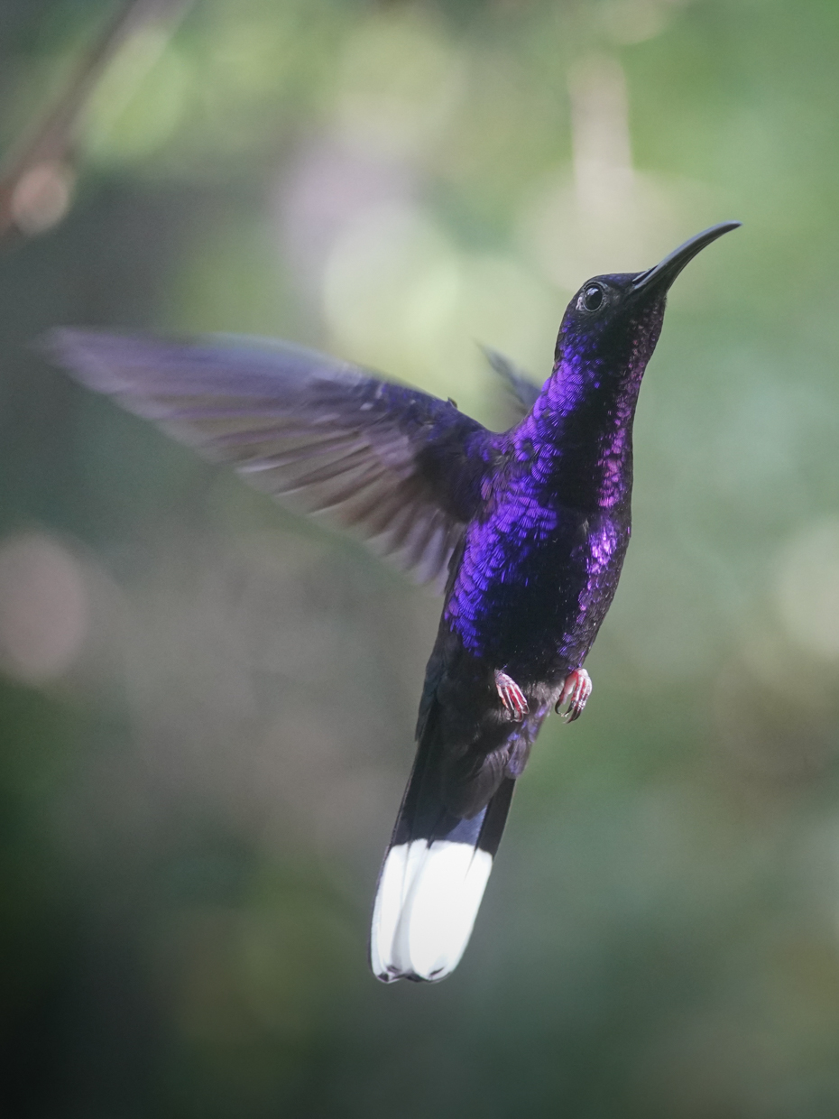 Violet Sabrewing