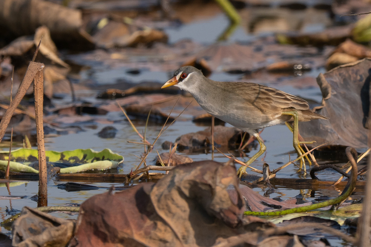 White-browed Crake