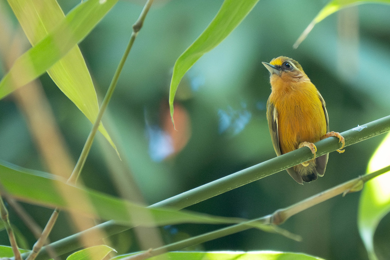 White-browed Piculet