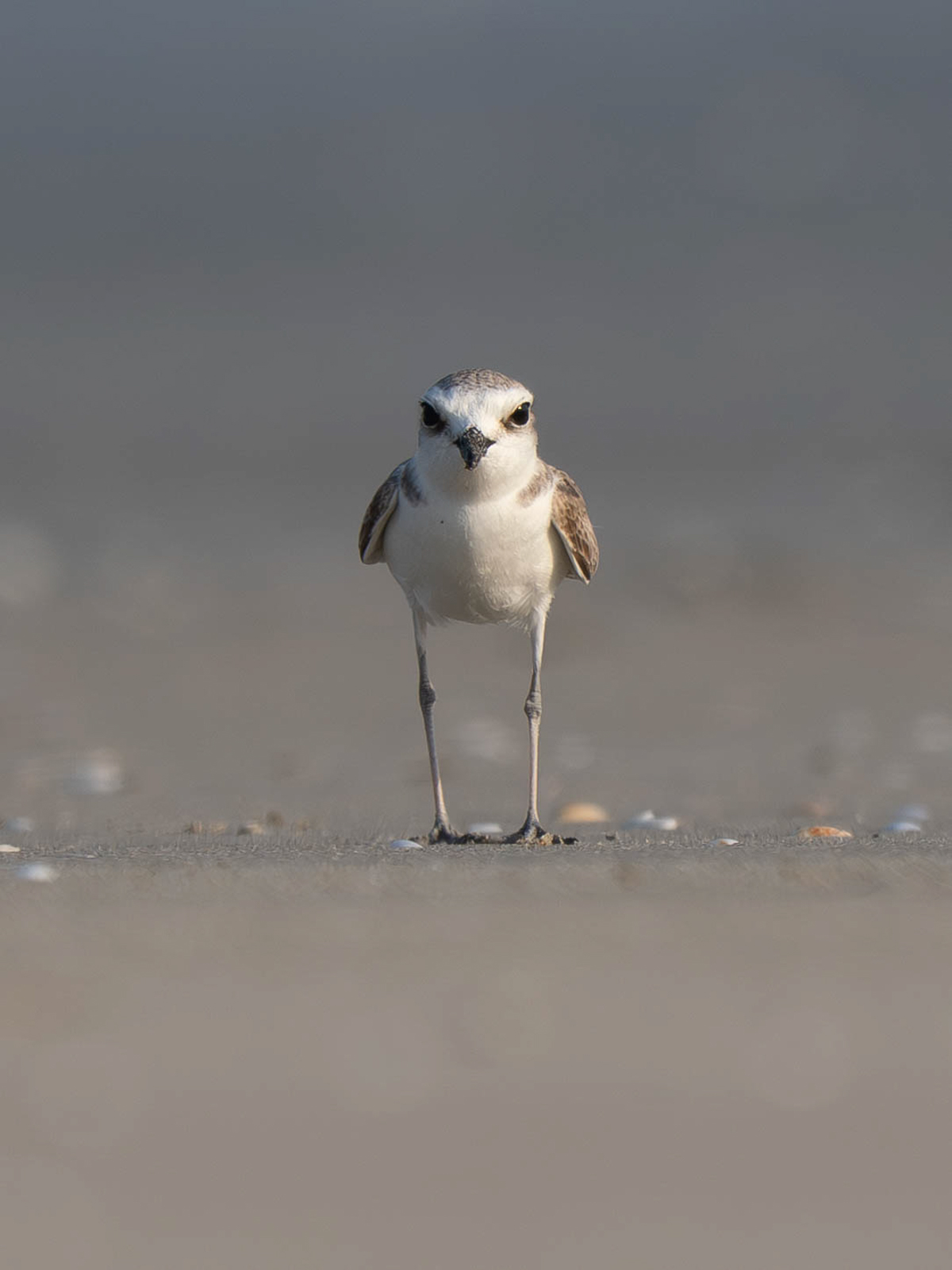 White-faced Plover