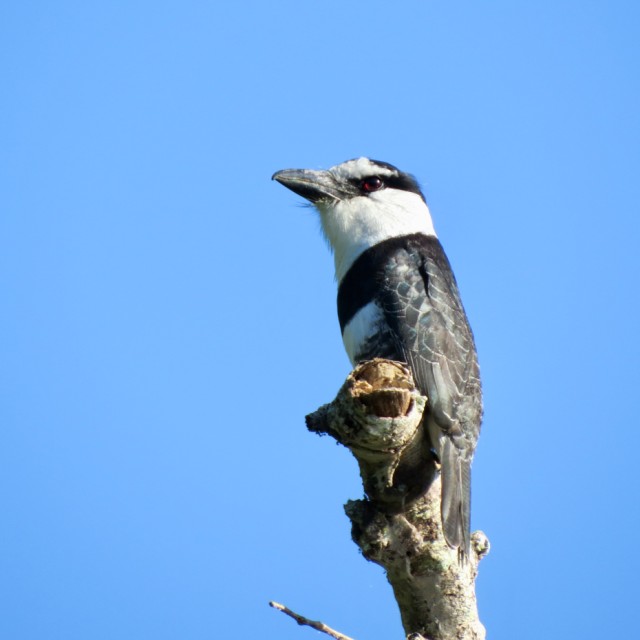 White-necked Puffbird