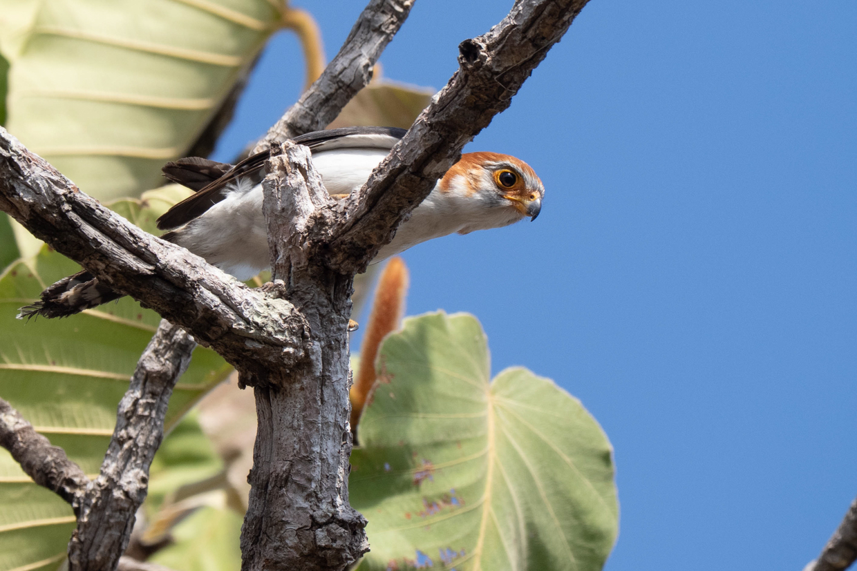 White-rumped Falcon