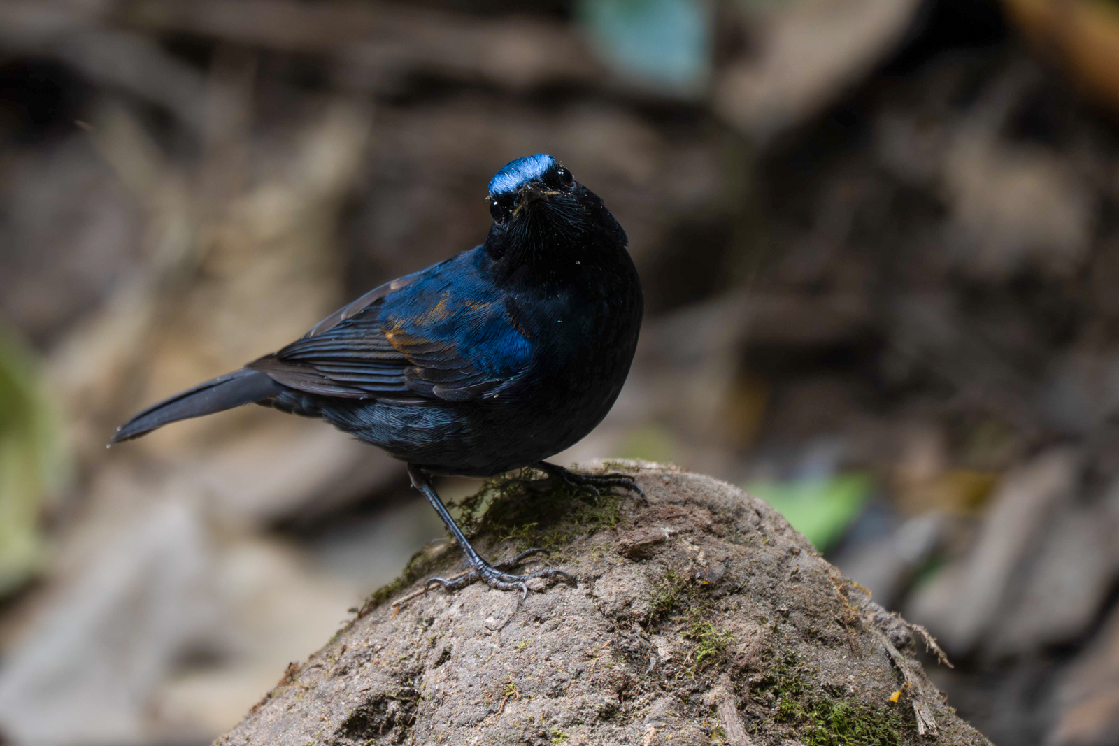 White-tailed Robin