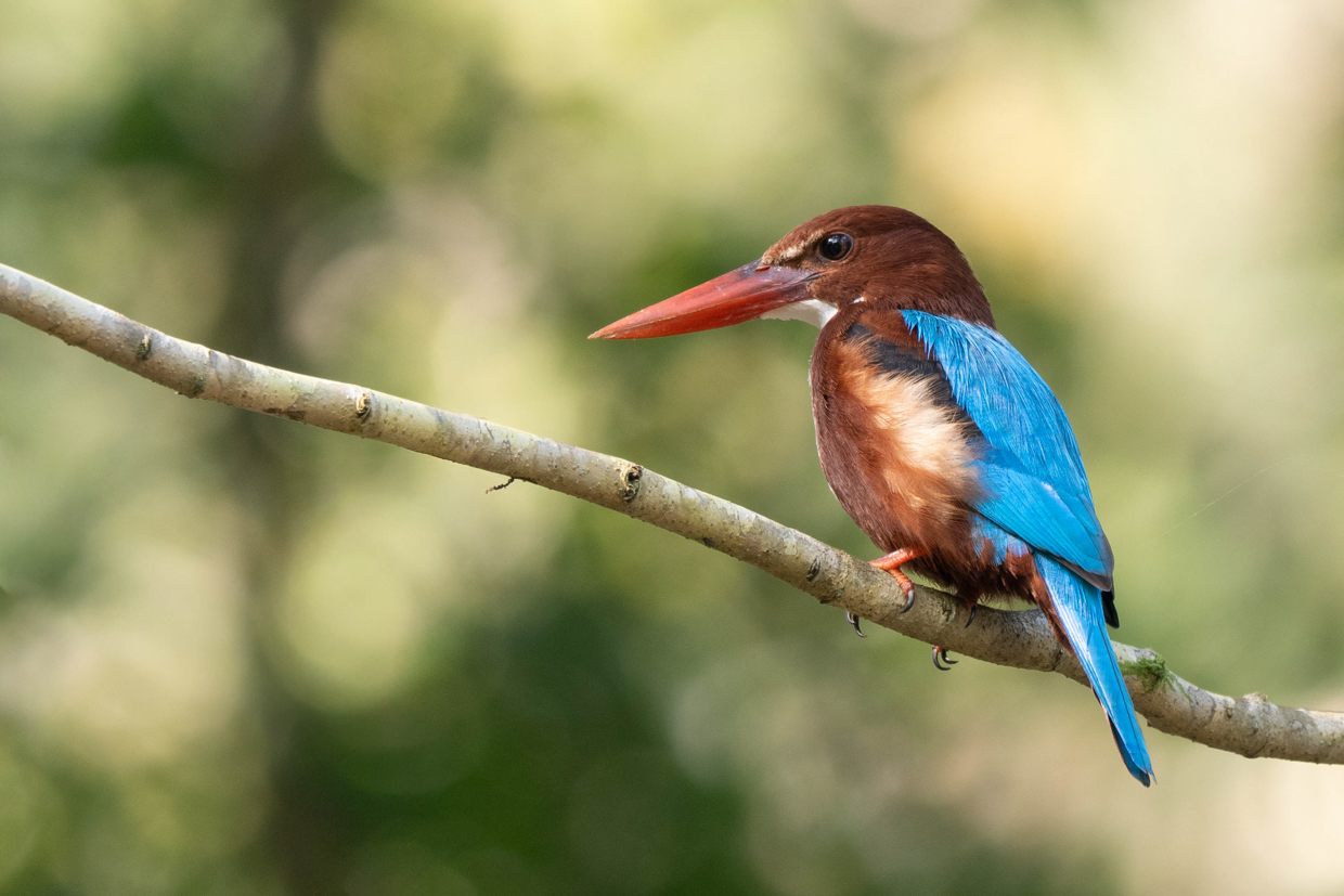 White-throated Kingfisher
