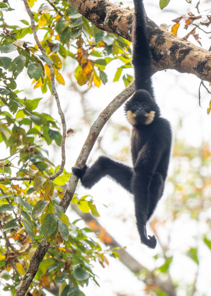 Yellow-cheeked Gibbon