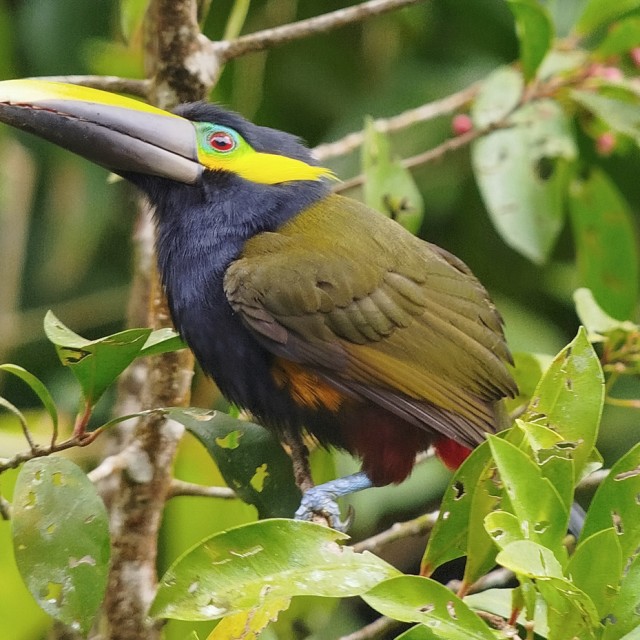 Yellow-eared Toucanet