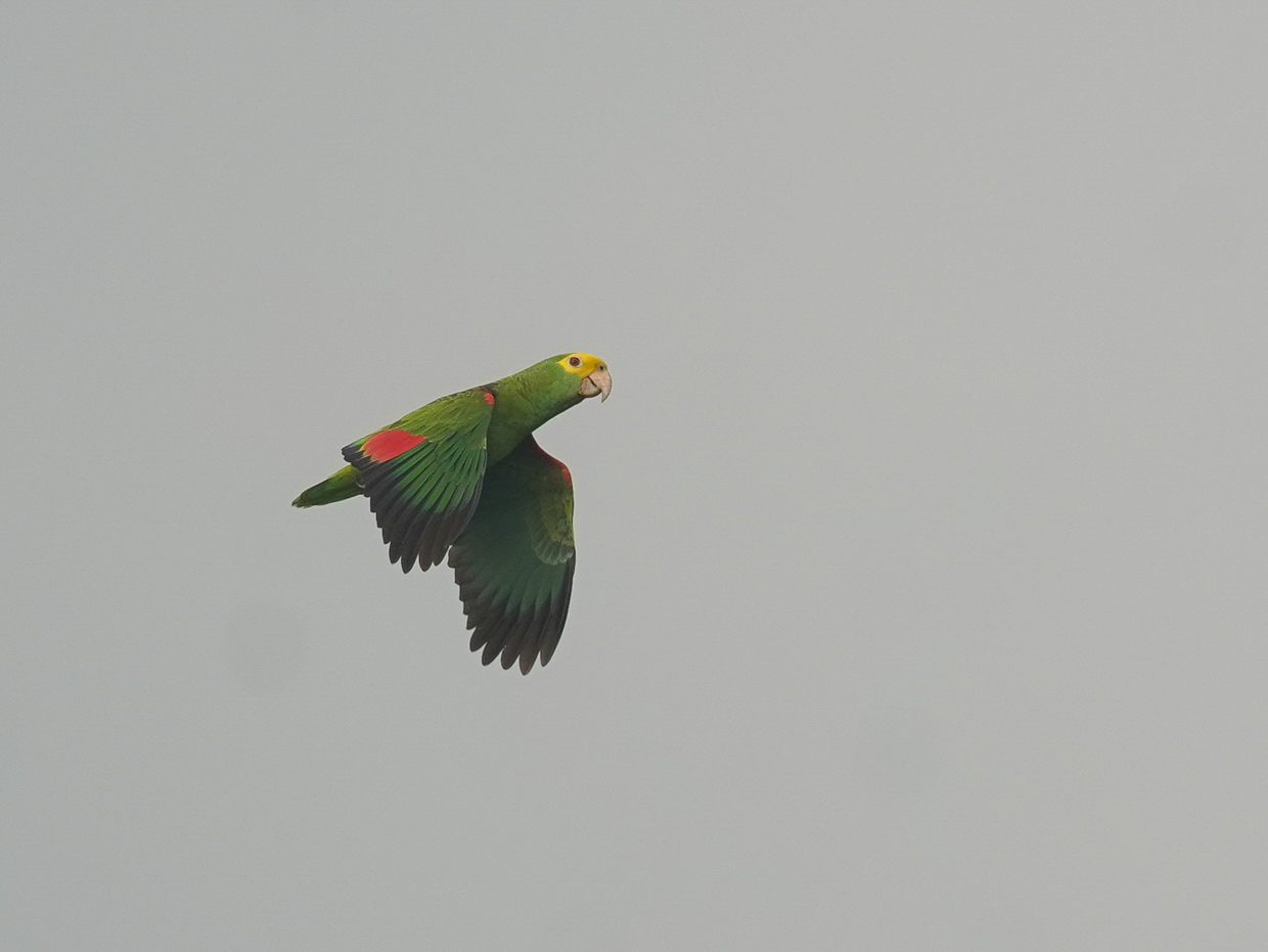 Yellow-headed Amazon