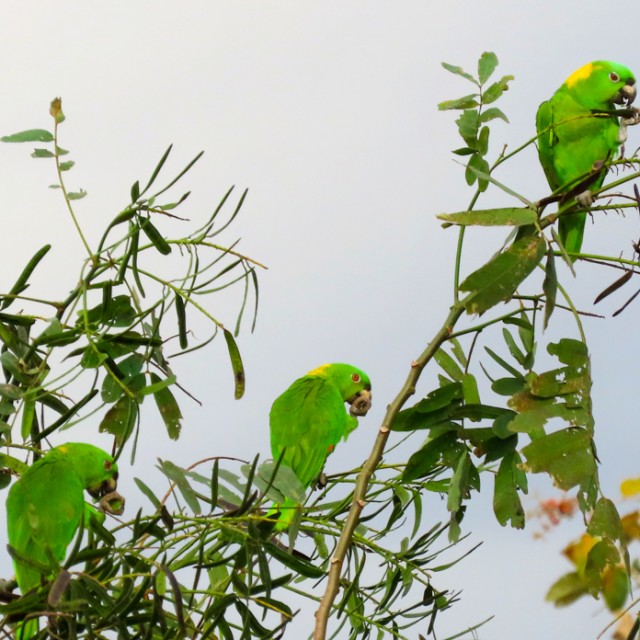Yellow-naped Amazon