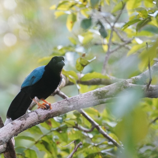 Yucatan Jay