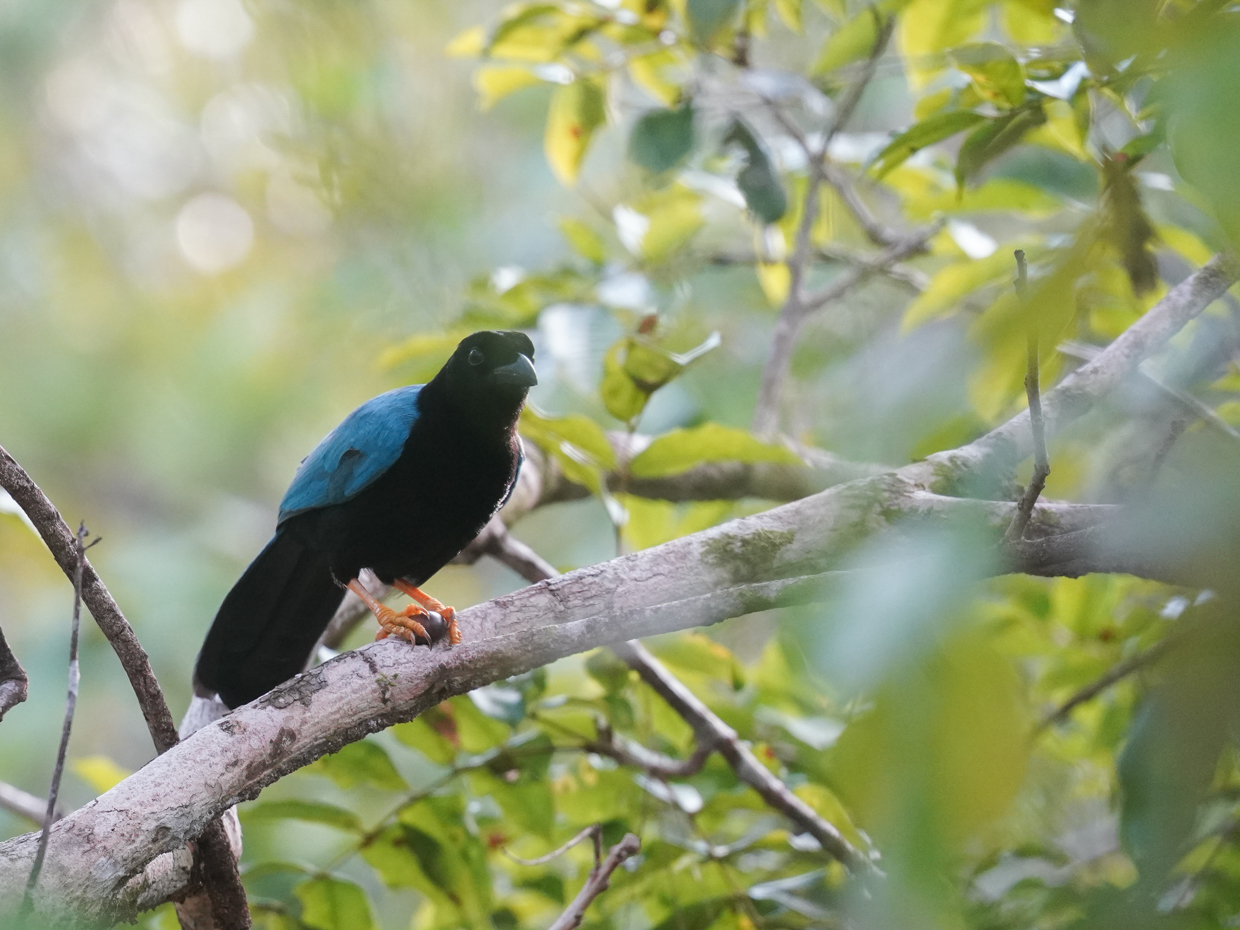 Yucatan Jay