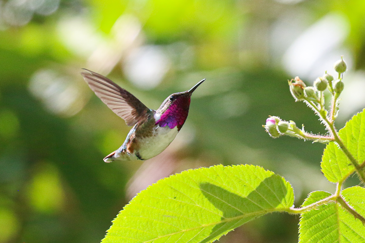 Southern Mexico Trip Report (Jan 14 – 28, 2026)