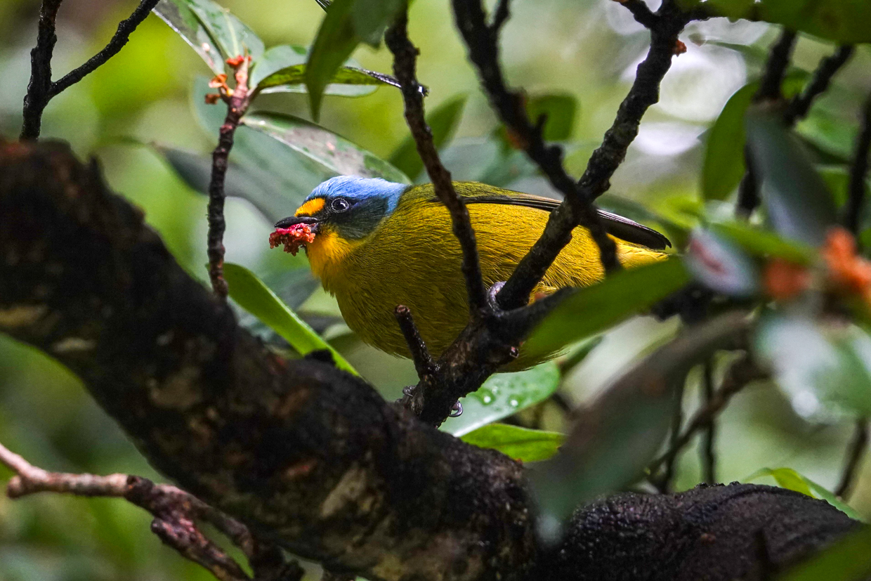 Lesser Antillean Euphonia