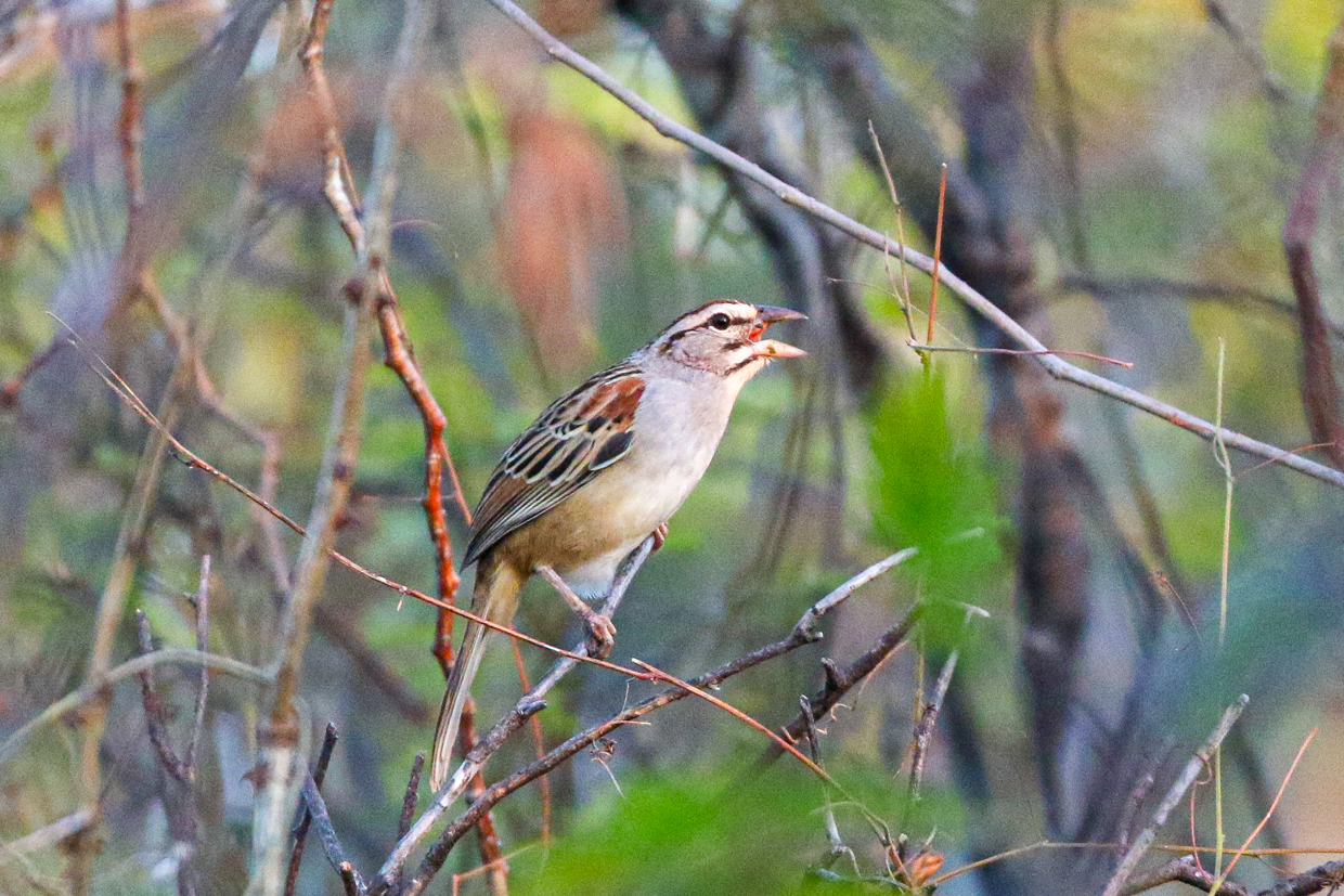 Cinnamon-tailed Sparrow