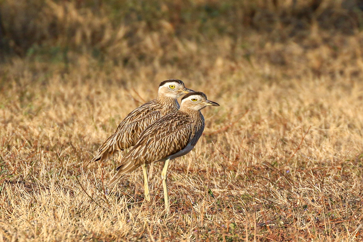 Double-striped Thick-knee