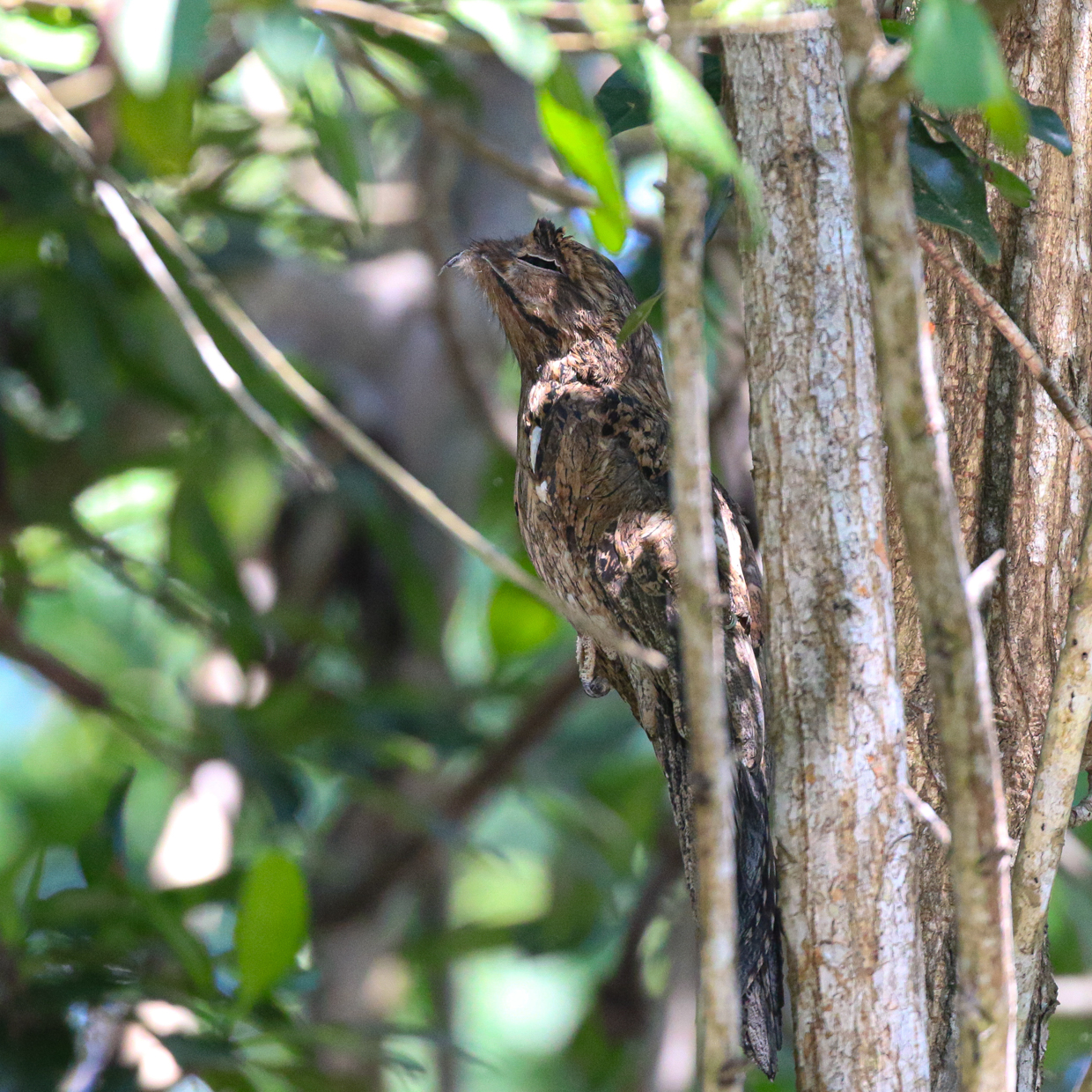 Northern Potoo