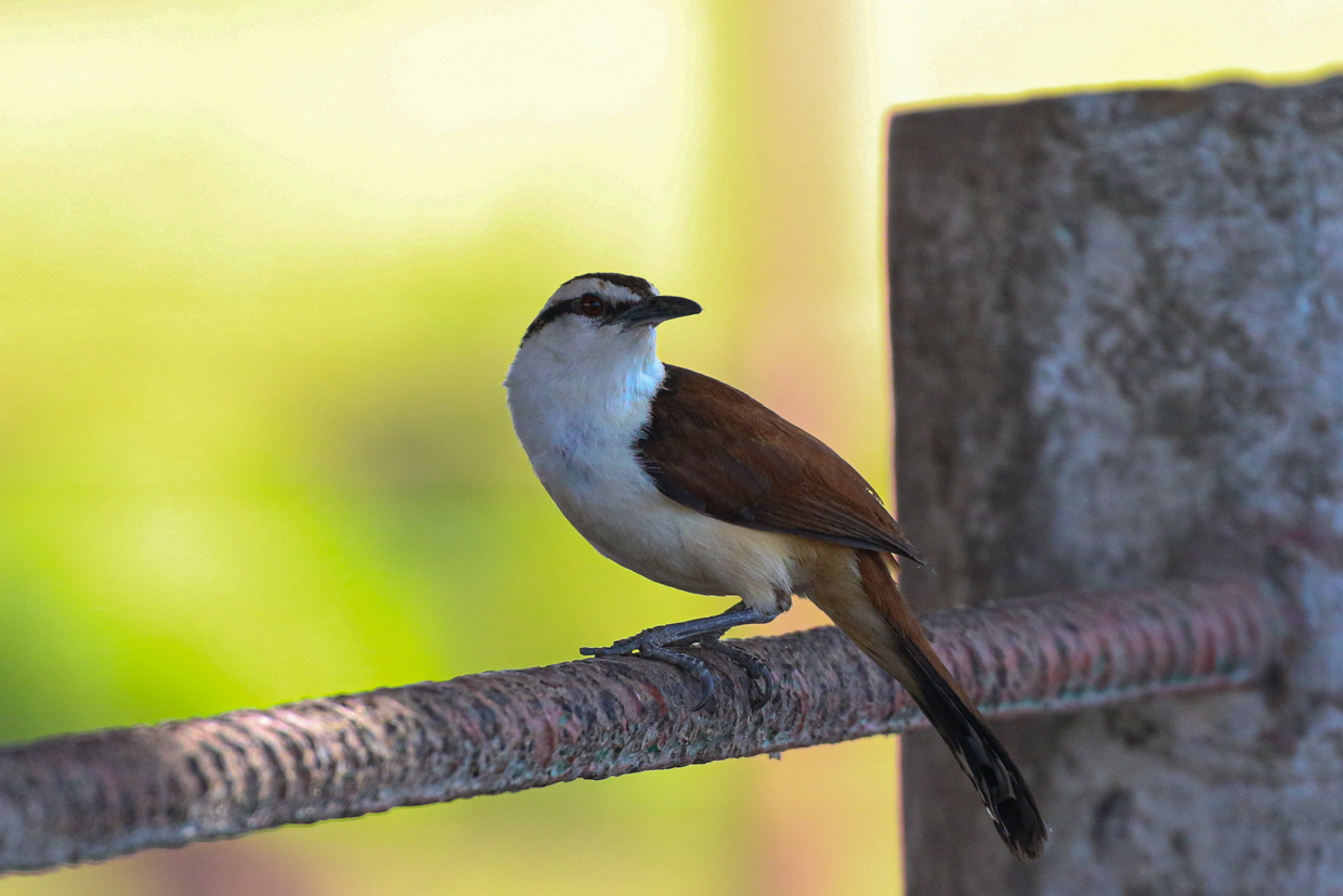 Giant Wren