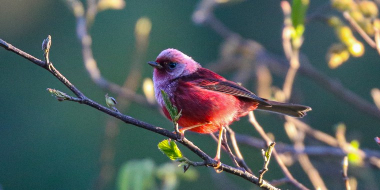 Southern Mexico Trip Report (Jan 14 - 28, 2026)