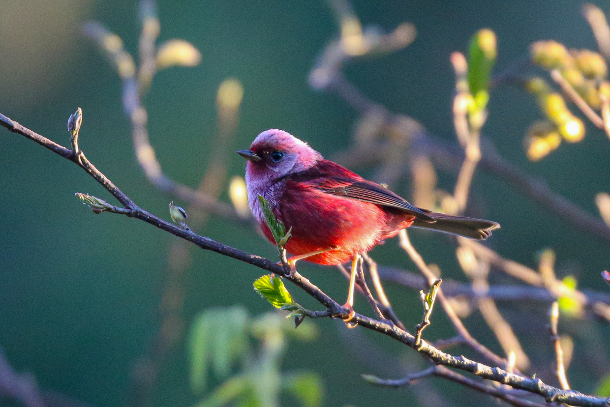 Pink-headed Warbler