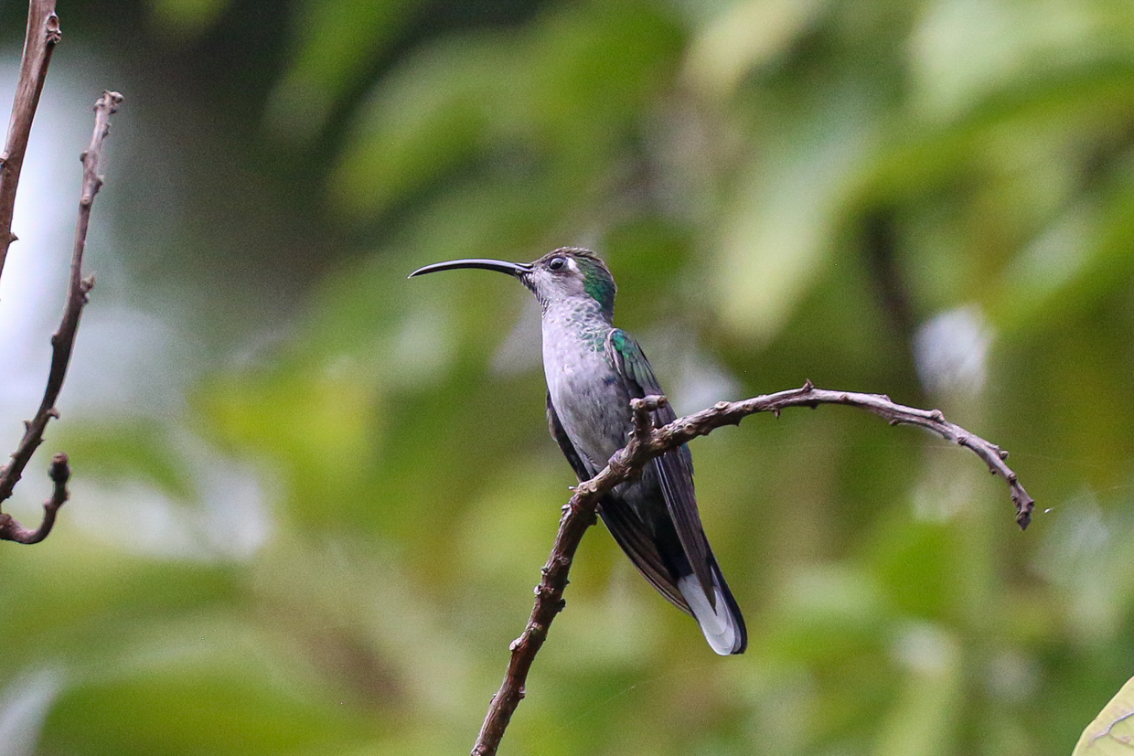 Violet Sabrewing