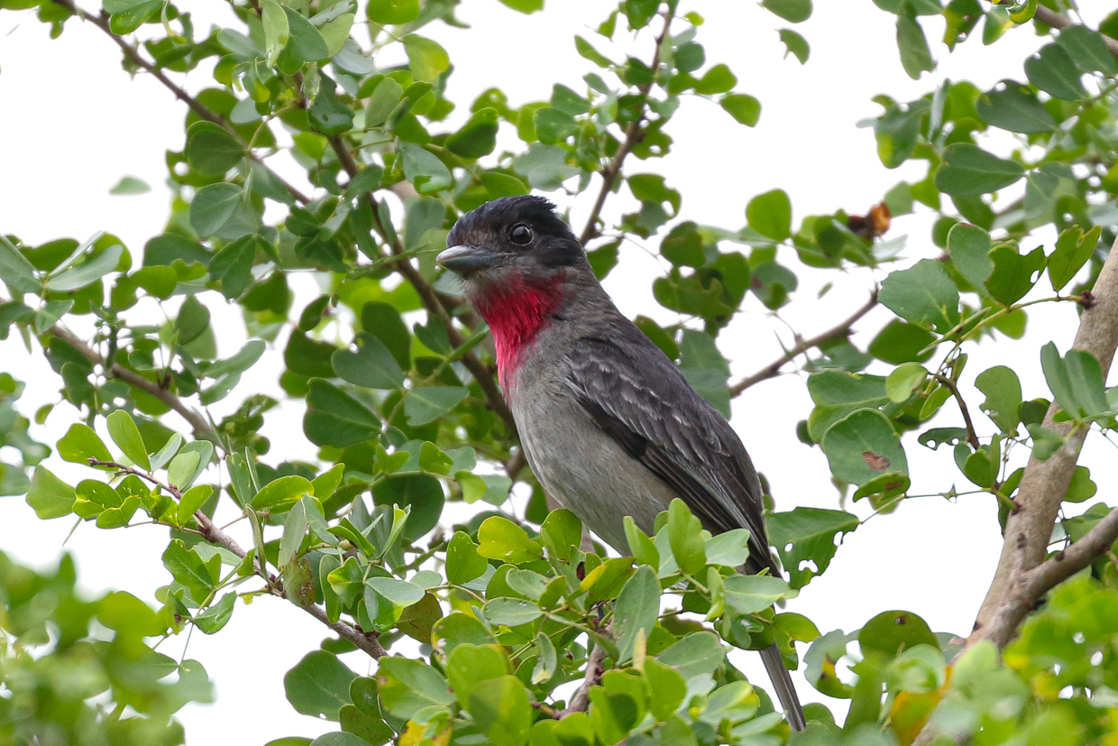Rose-throated Becard
