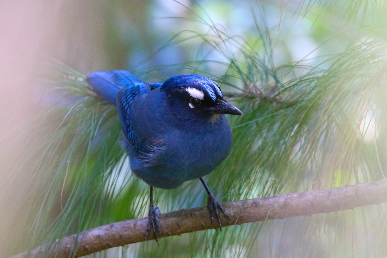 Southern Mexico Trip Report (Jan 14 – 28, 2026)