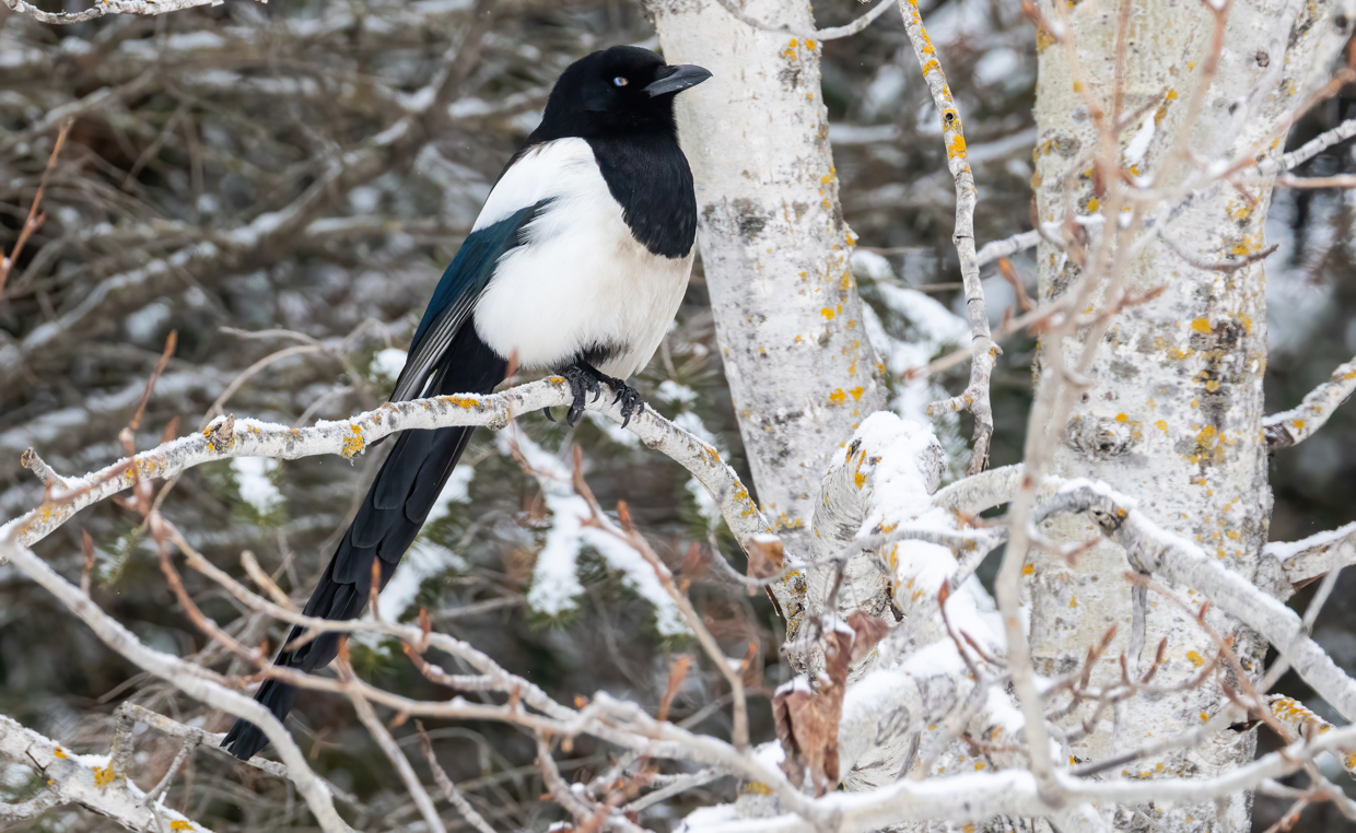 Black-billed Magpie
