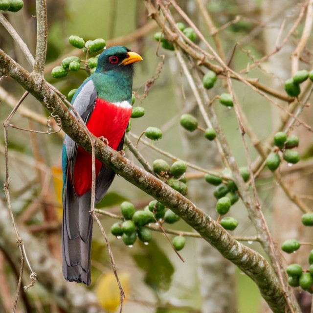 Black-tailed Trogon