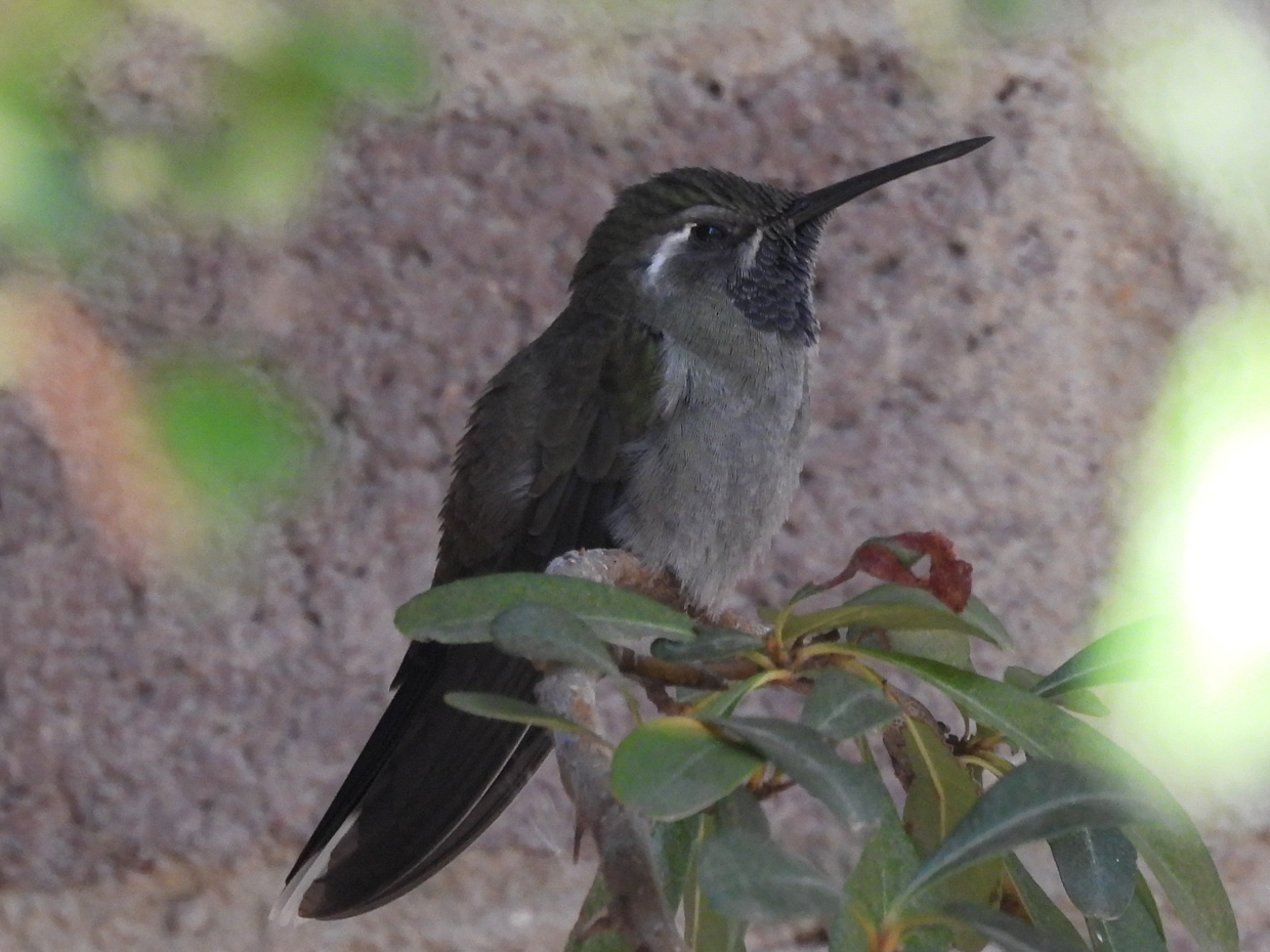 Blue-throated Mountain Gem