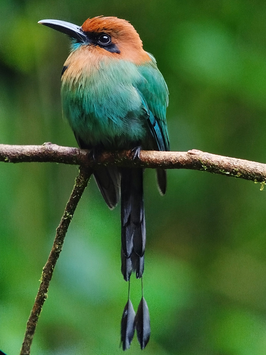 Broad-billed Motmot