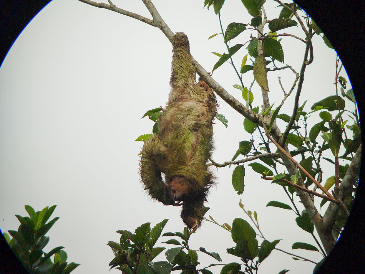 Brown-throated Three-toed Sloth