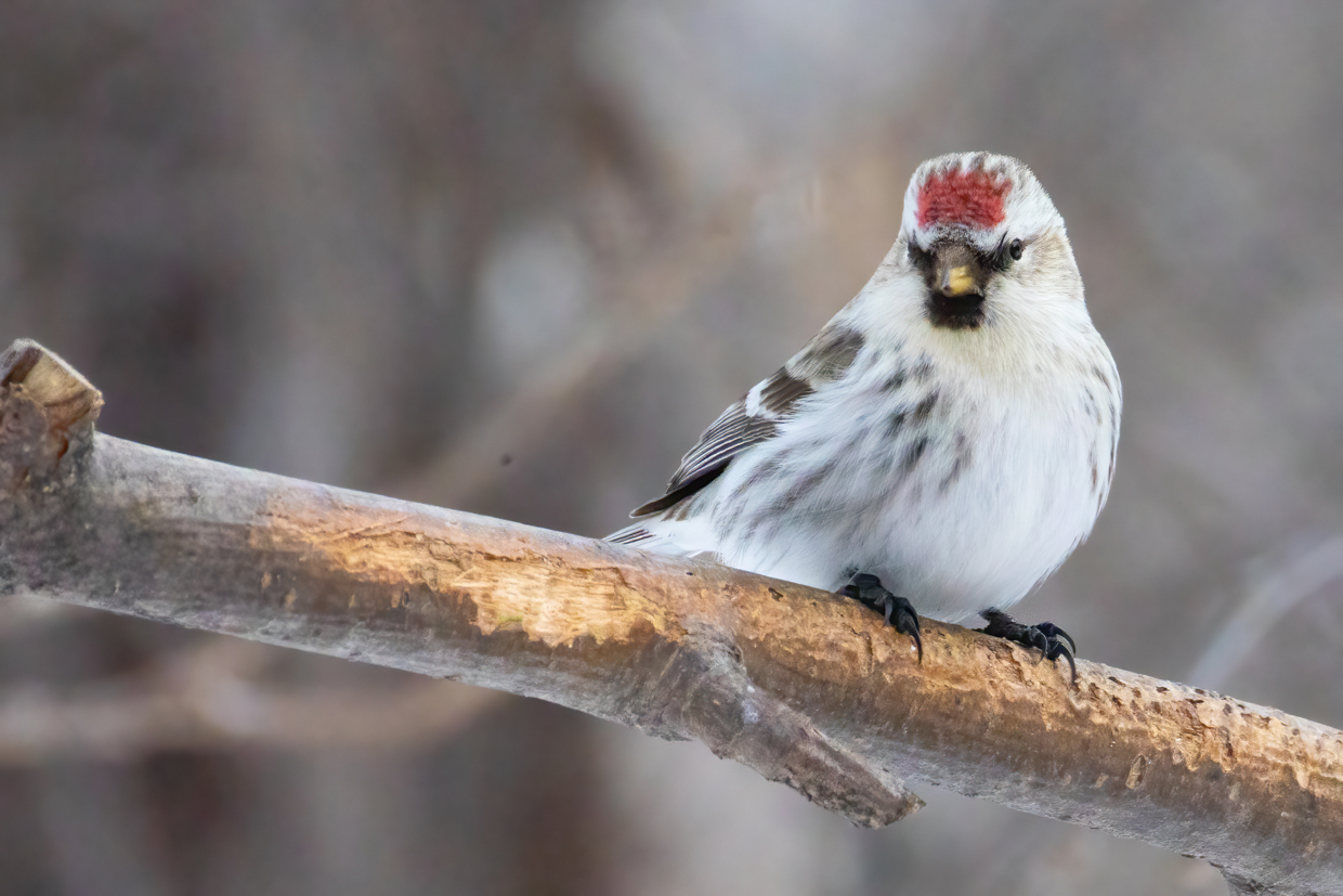 Common Redpoll