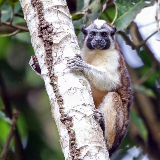 Geoffroy's Tamarin Monkey