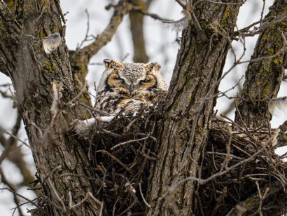 Manitoba Owls
