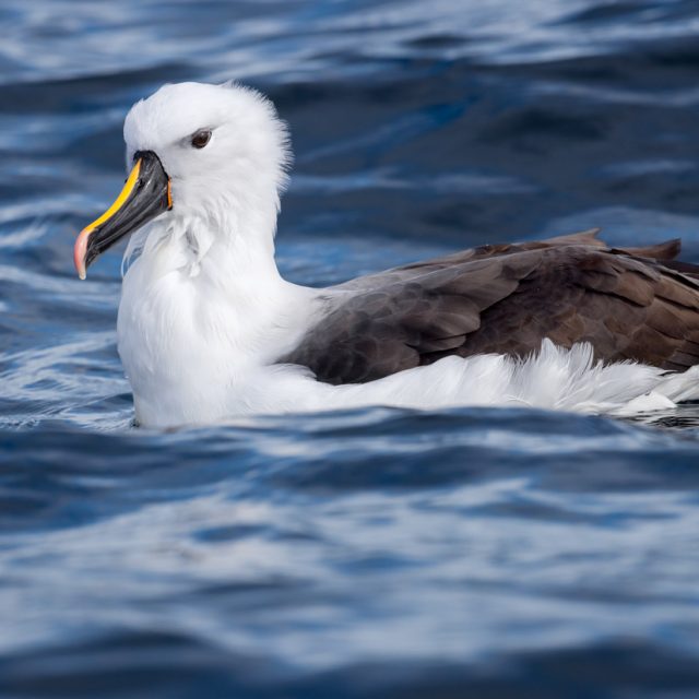 axon name: Indian Yellow-nosed Albatross Taxon scientific name: Thalassarche carteri Location: Tasman Sea, Tasmania, Australia