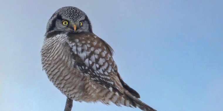 Manitoba Owls Trip Report (Mar 3 - 7, 2026)