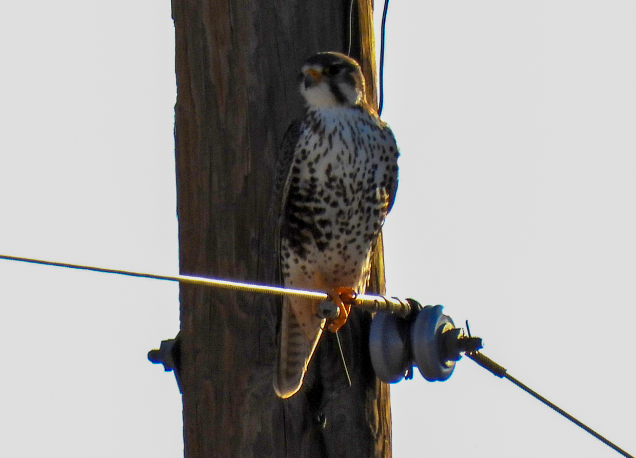 Prairie Falcon