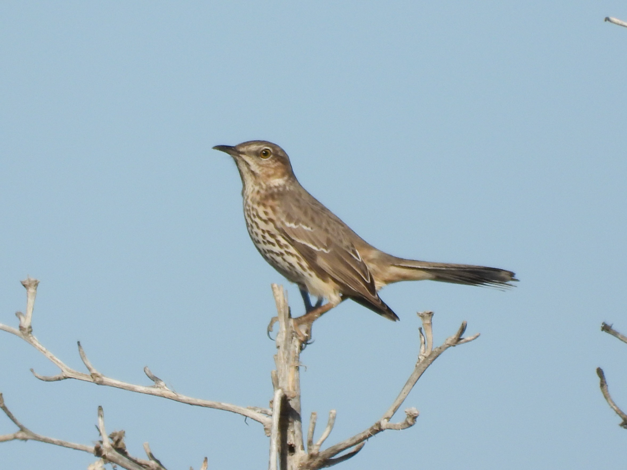Sage Thrasher