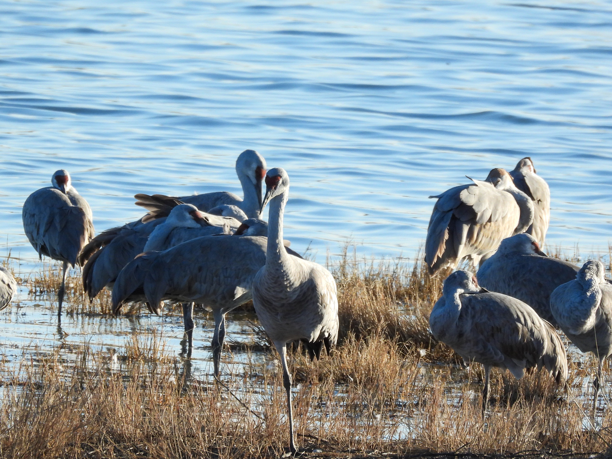 Sandhill Cranes