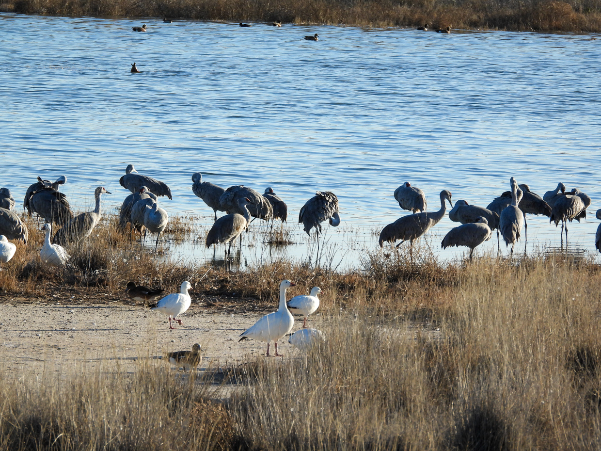 Snow Goose Ross's Goose & Sandhill Cranes