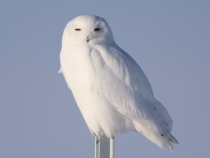 Snowy Owl