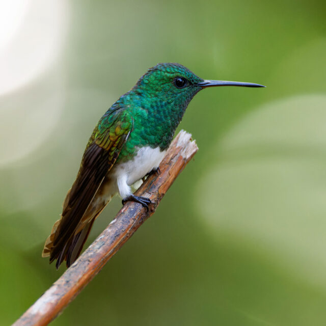 Snowy-bellied Hummingbird
