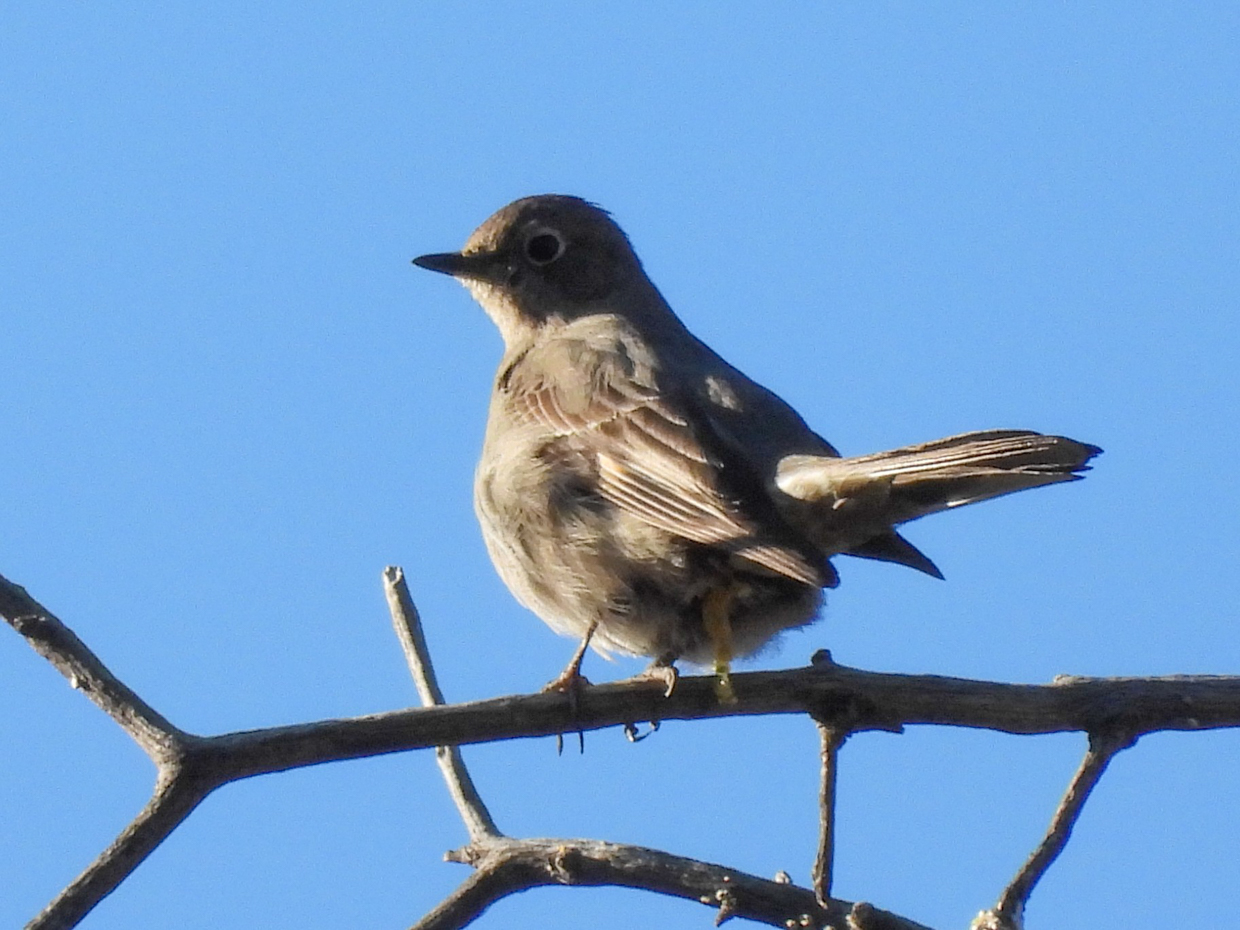 Townsend's Solitaire