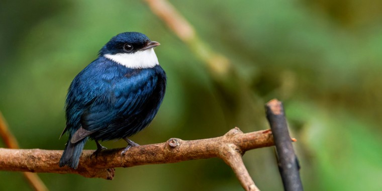 Panama Trip Report (Feb 13 - 22, 2026)