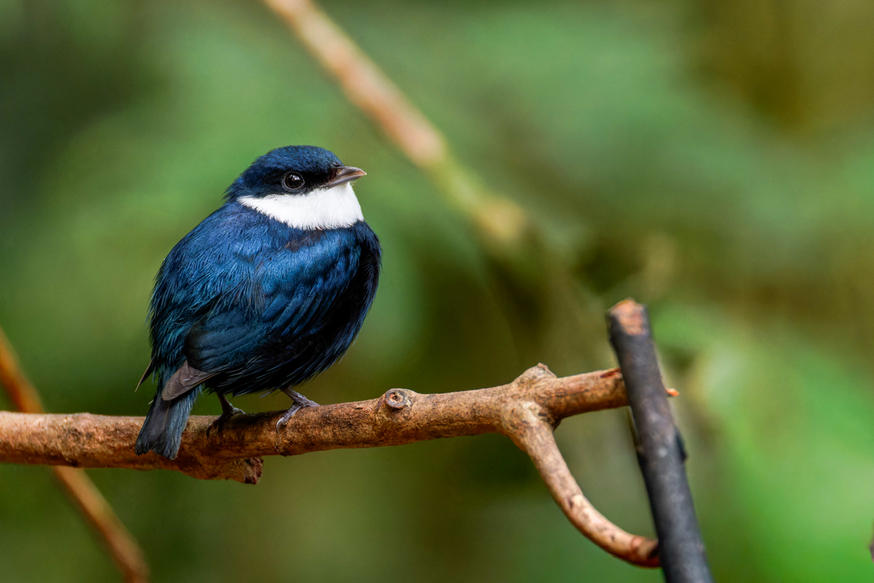 White-ruffed Manakin