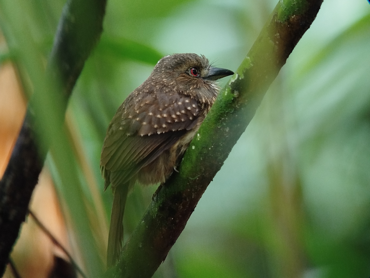White-whiskered Puffbird